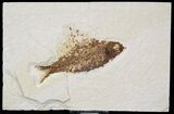 Knightia Fossil Fish - Wyoming #29016-1